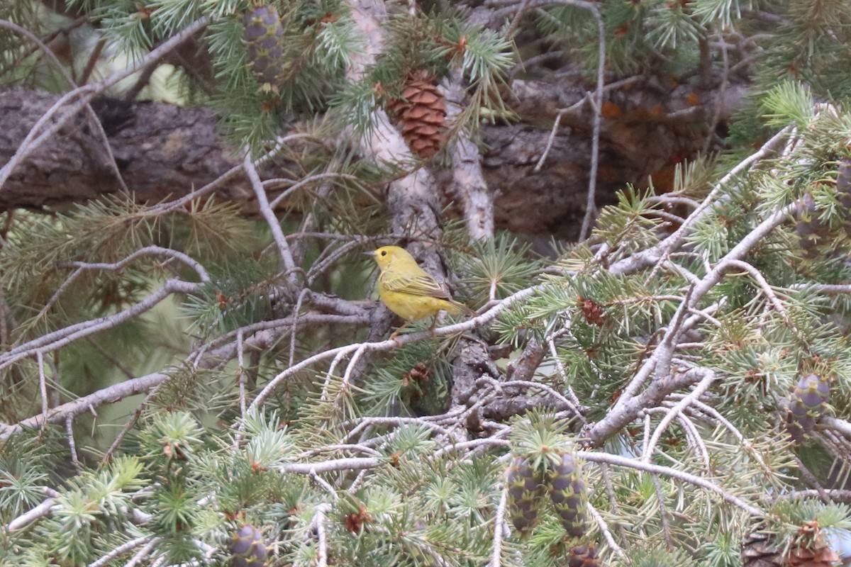 Yellow Warbler - ML638683820