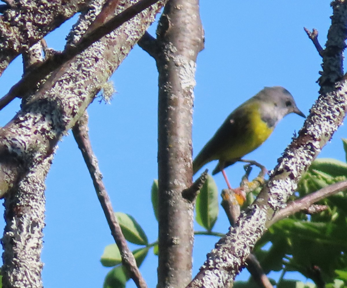 Mourning Warbler - ML638683821