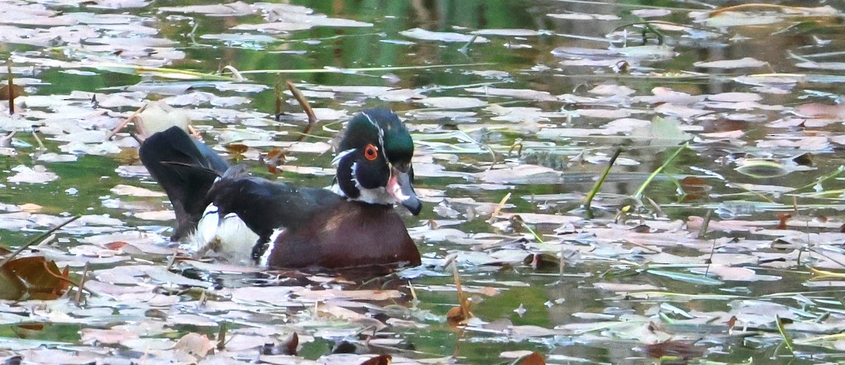 Wood Duck - ML638683824