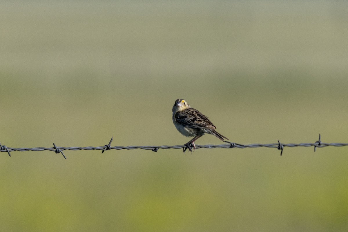 Grasshopper Sparrow - ML638683825