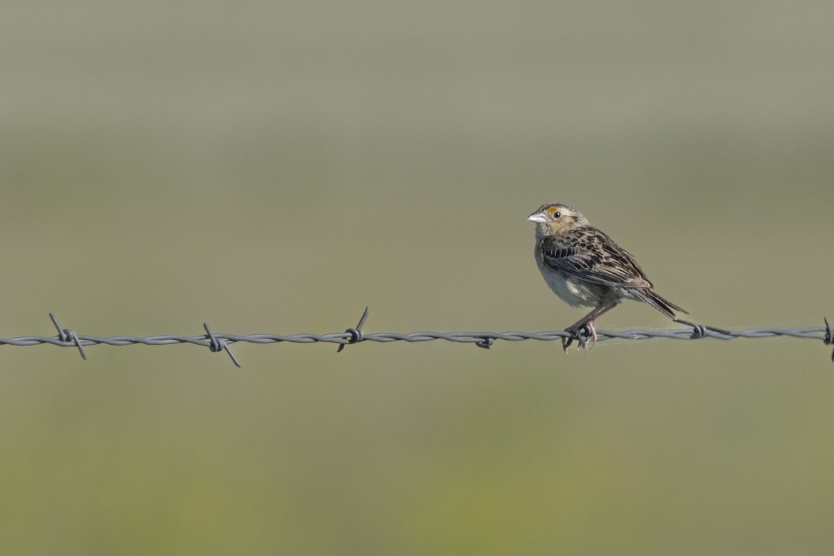 Grasshopper Sparrow - ML638683826