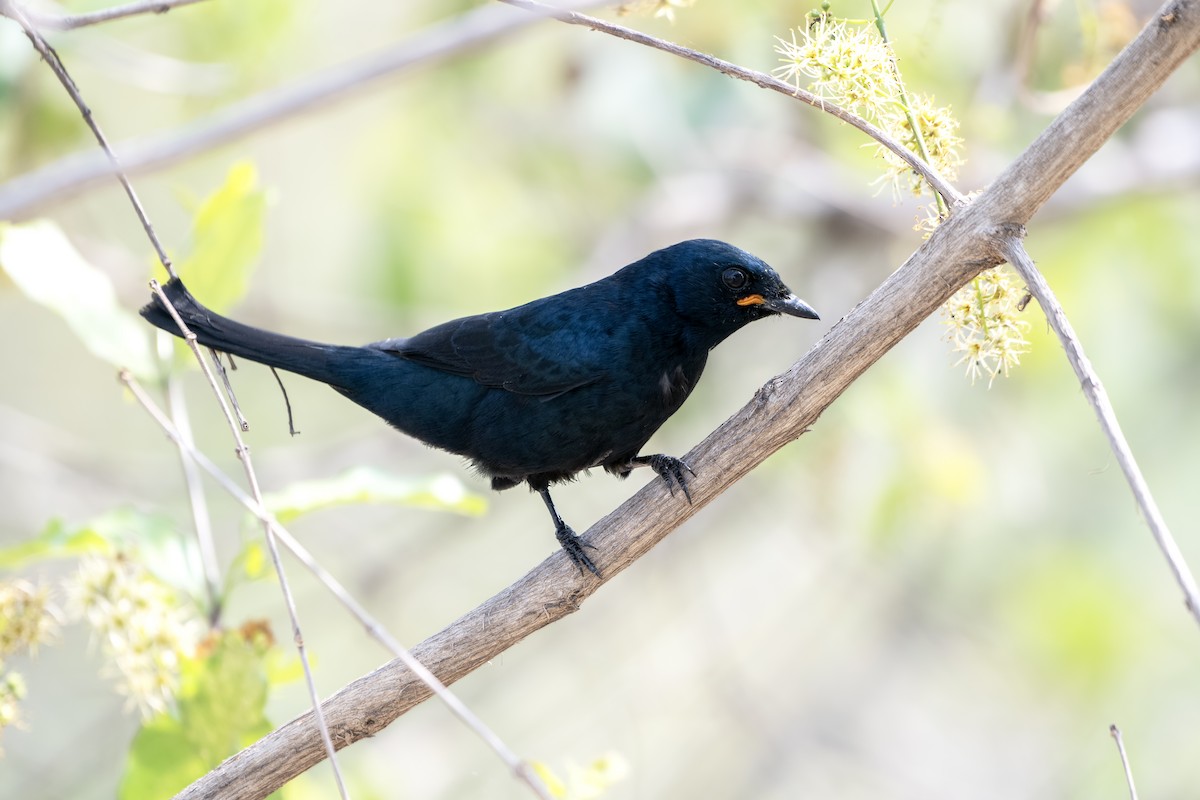 Black Cuckooshrike - ML638683827
