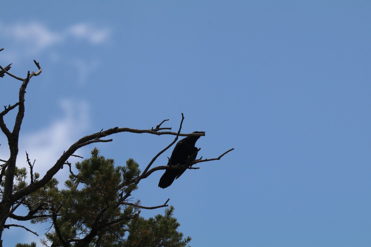 Common Raven - ML638683828