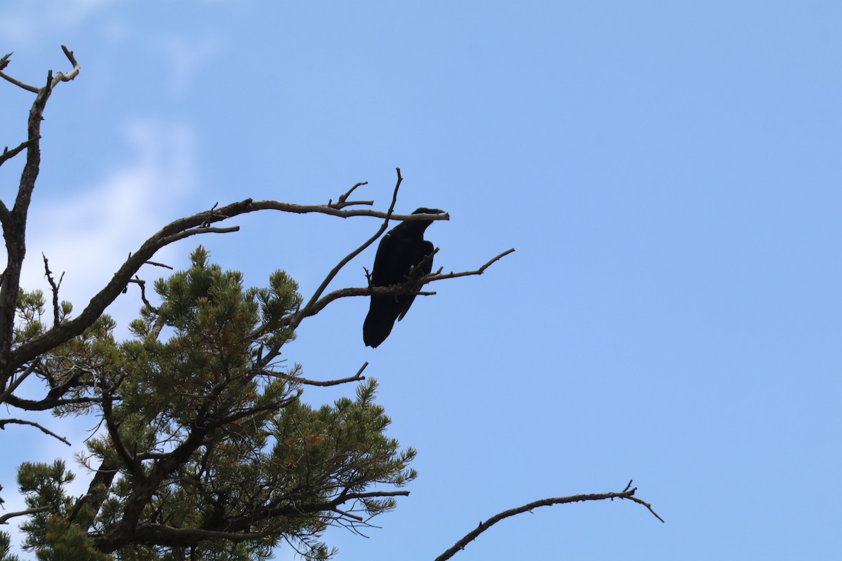 Common Raven - ML638683829