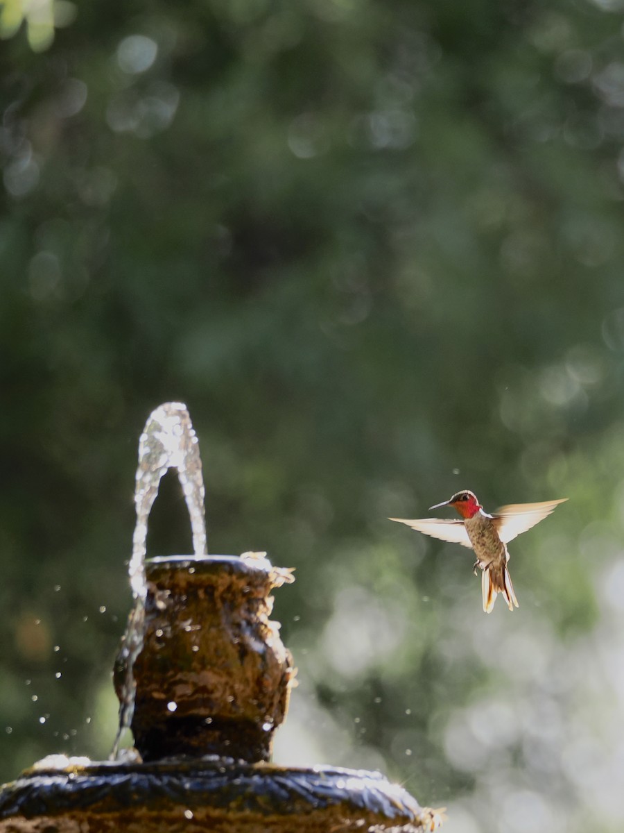 Anna's Hummingbird - ML638683830