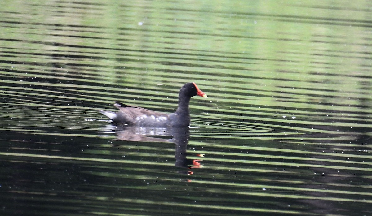 Common Gallinule - ML638683832