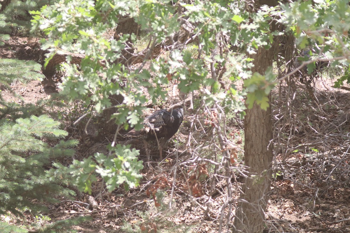 Wild Turkey - ML638683833