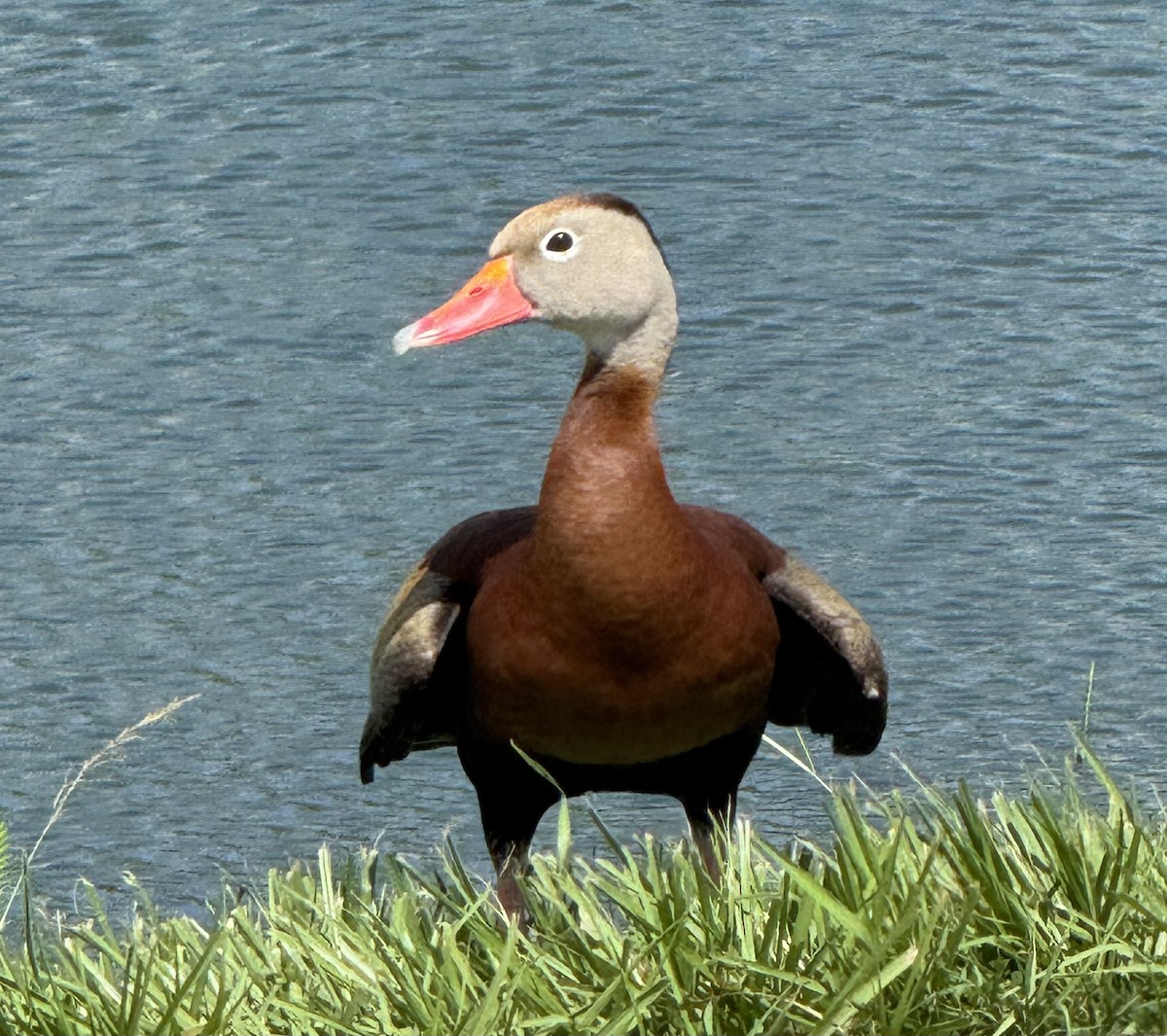 Black-bellied Whistling-Duck - ML638683834
