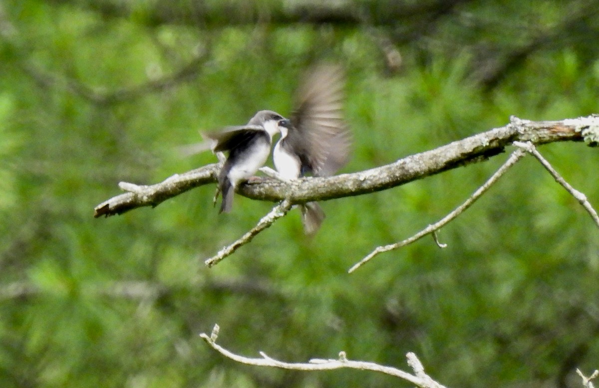 Tree Swallow - ML638683835