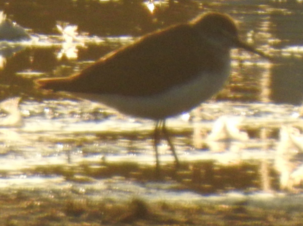 Green Sandpiper - ML638683837