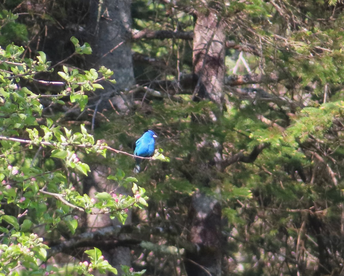 Indigo Bunting - ML638683838