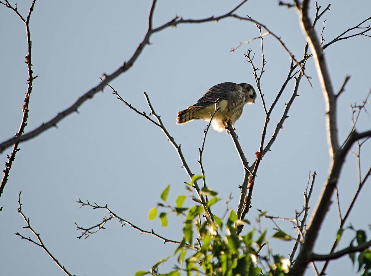 American Kestrel - ML638683839