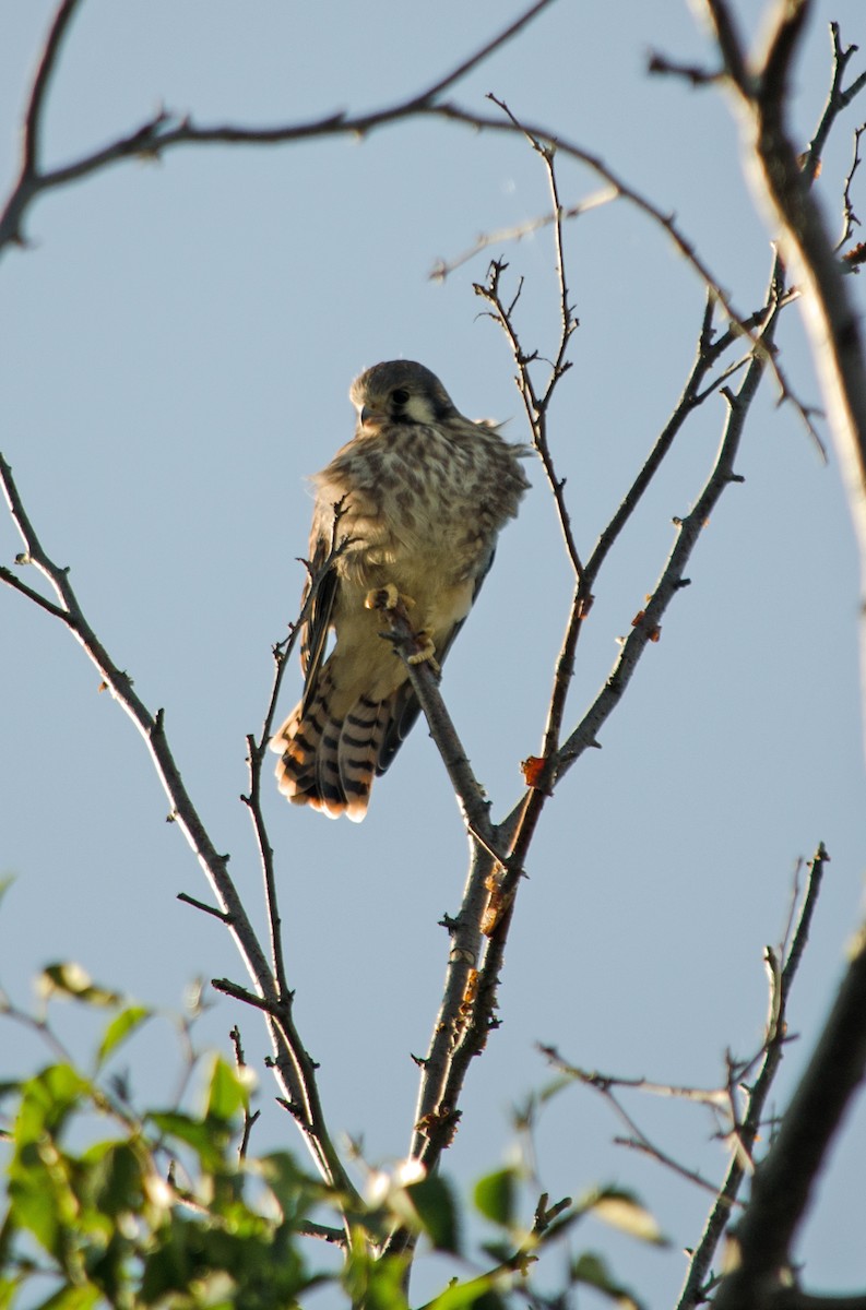 American Kestrel - ML638683840