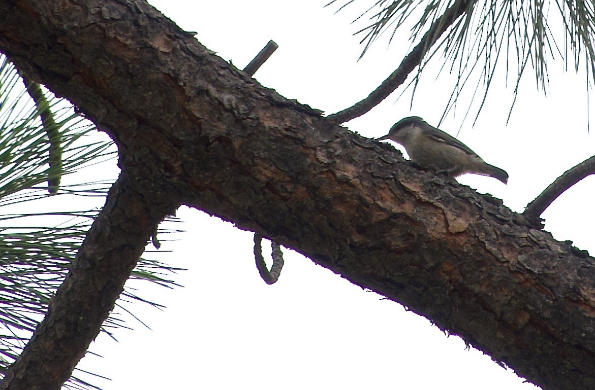 Pygmy Nuthatch - ML638683850