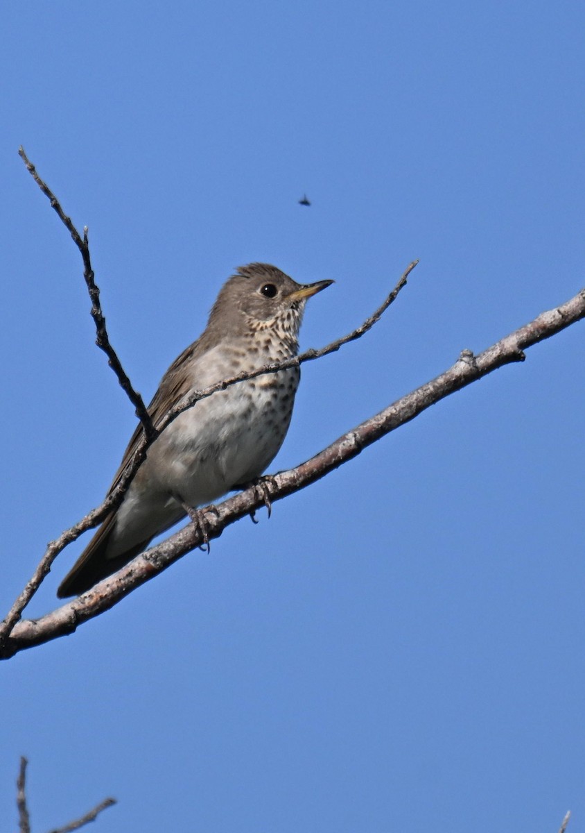 Grauwangen-Musendrossel - ML638683881