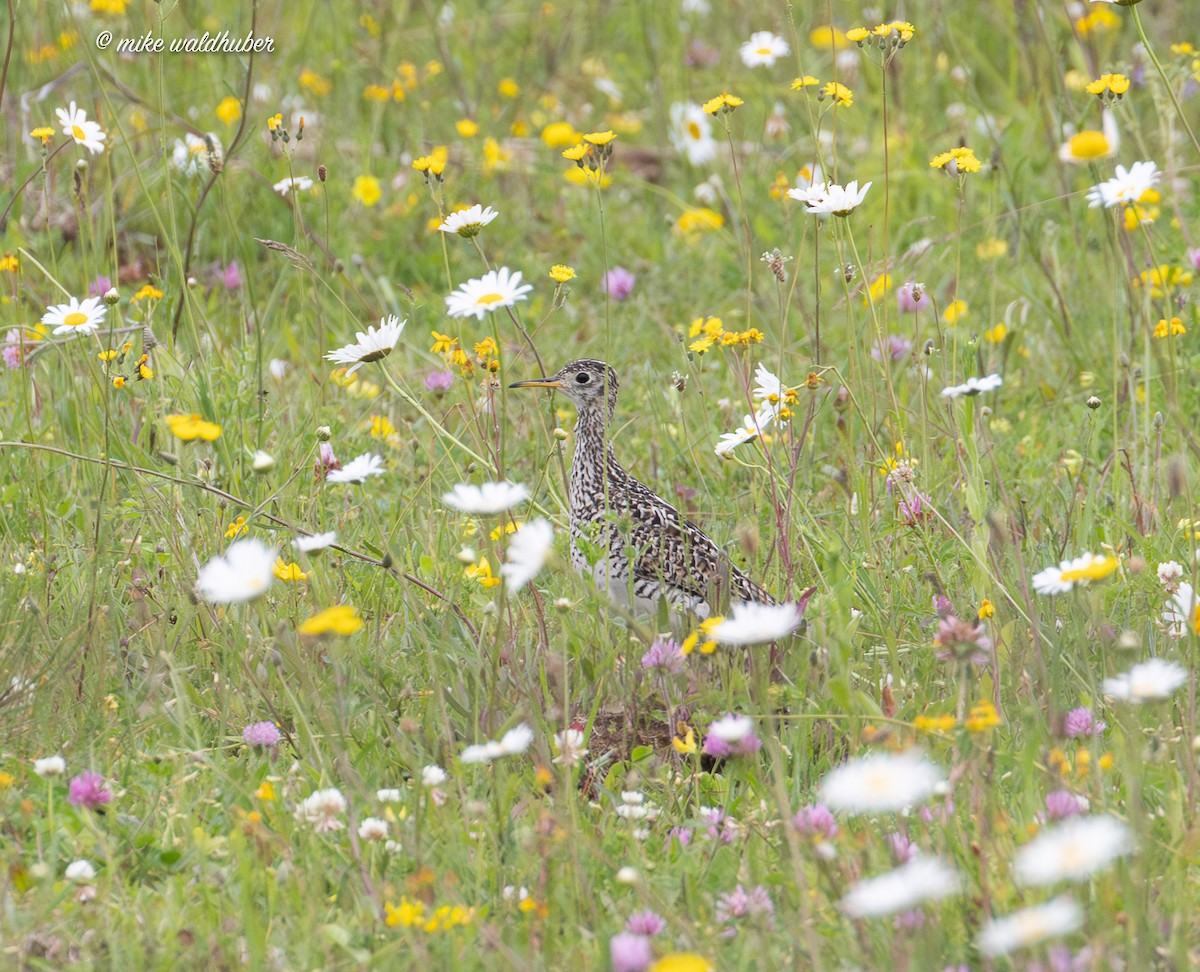 Upland Sandpiper - ML638683884
