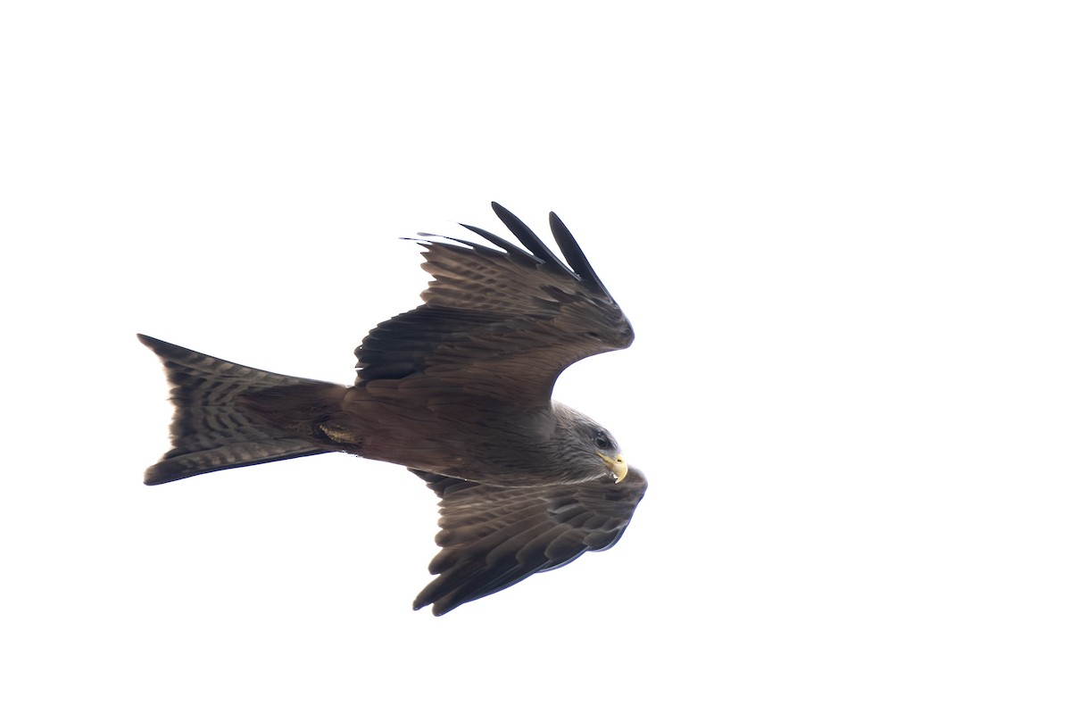 Black Kite - ML638683885