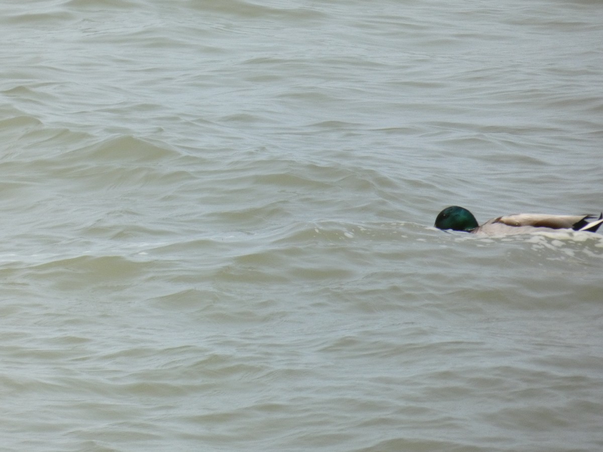 Mallard - ML638683888