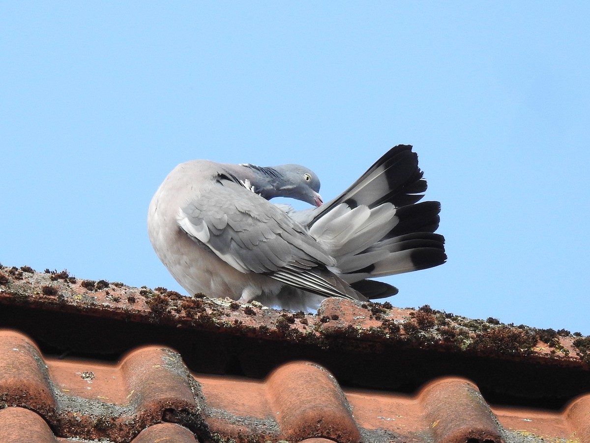 Common Wood-Pigeon - ML638683890