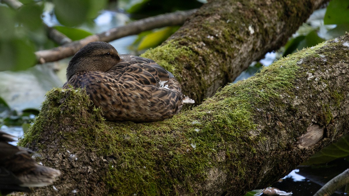 Mallard - ML638683897
