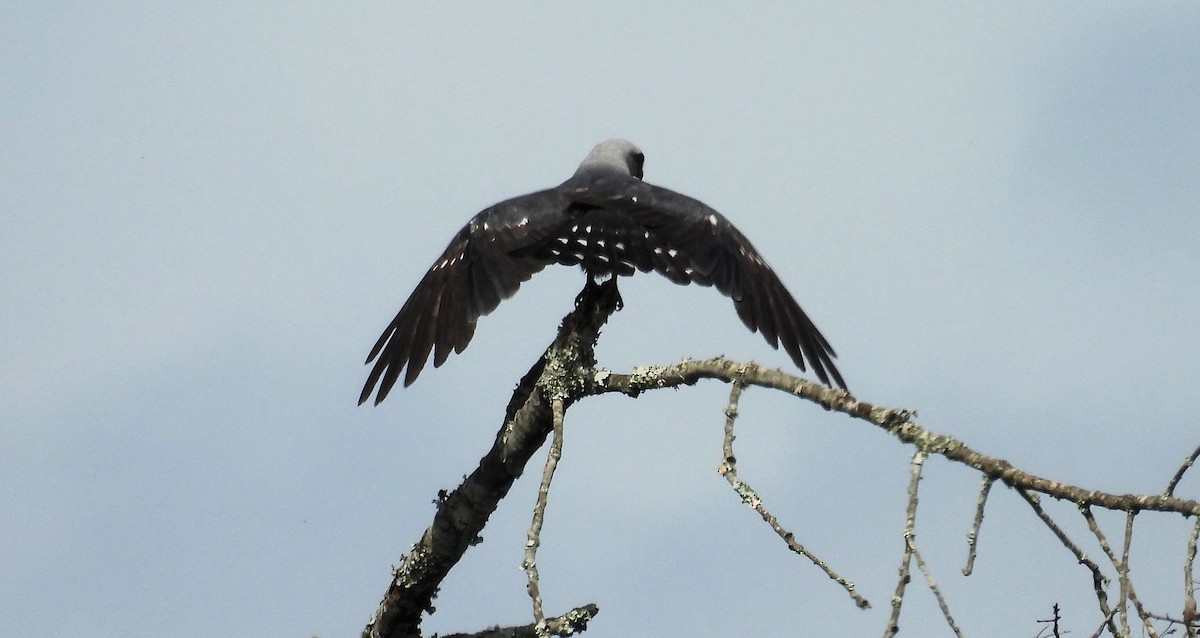 Mississippi Kite - ML638683898