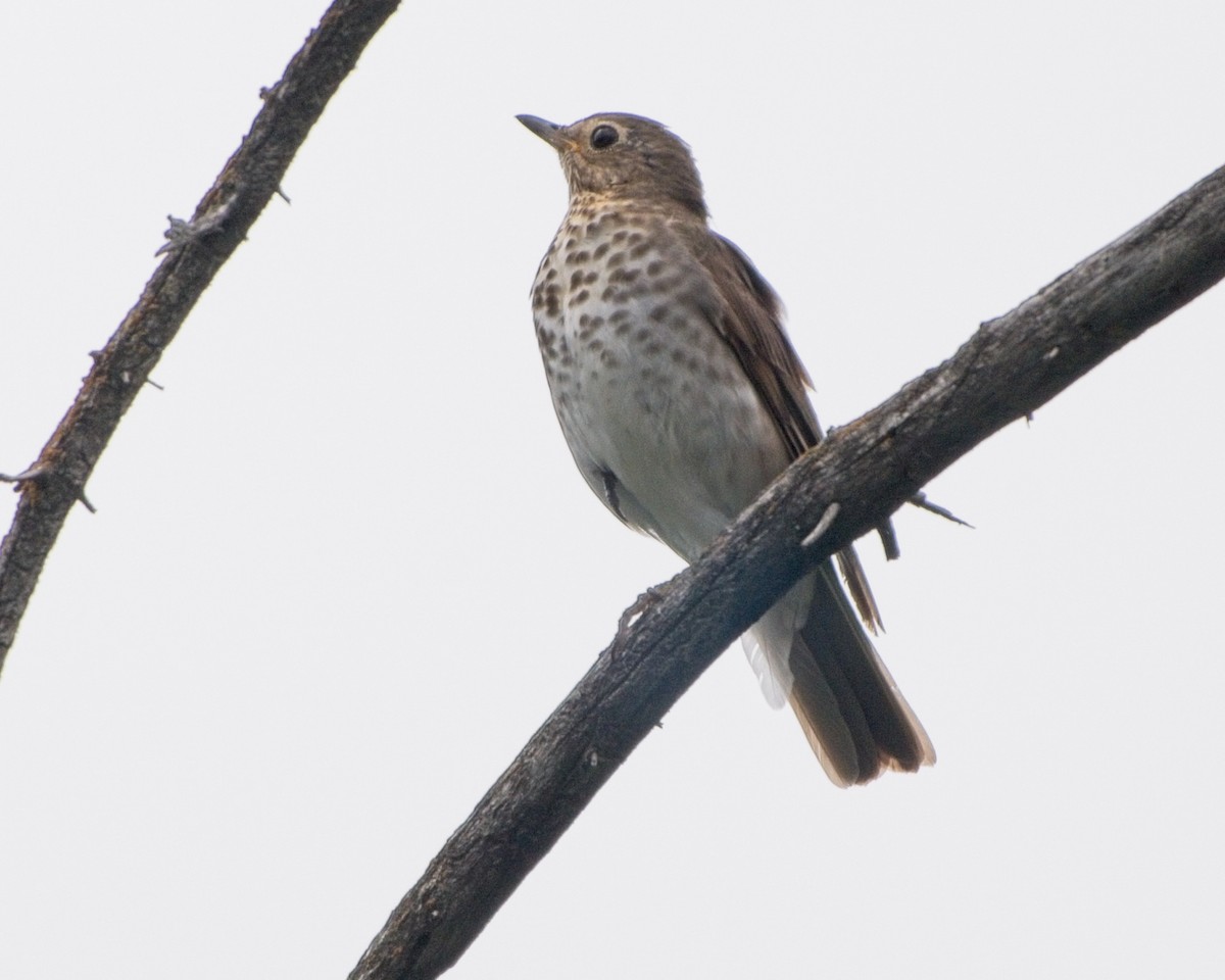 Swainson's Thrush - ML638683899