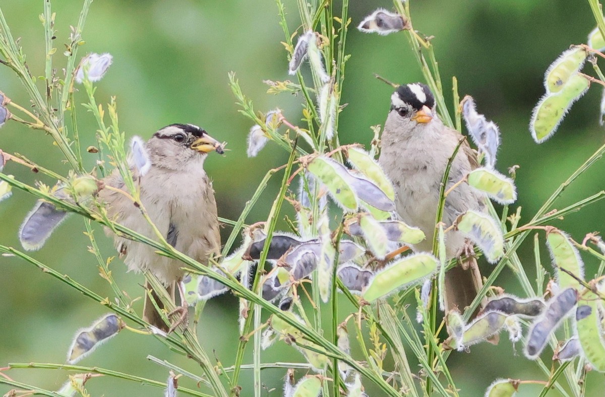 White-crowned Sparrow - ML638683900