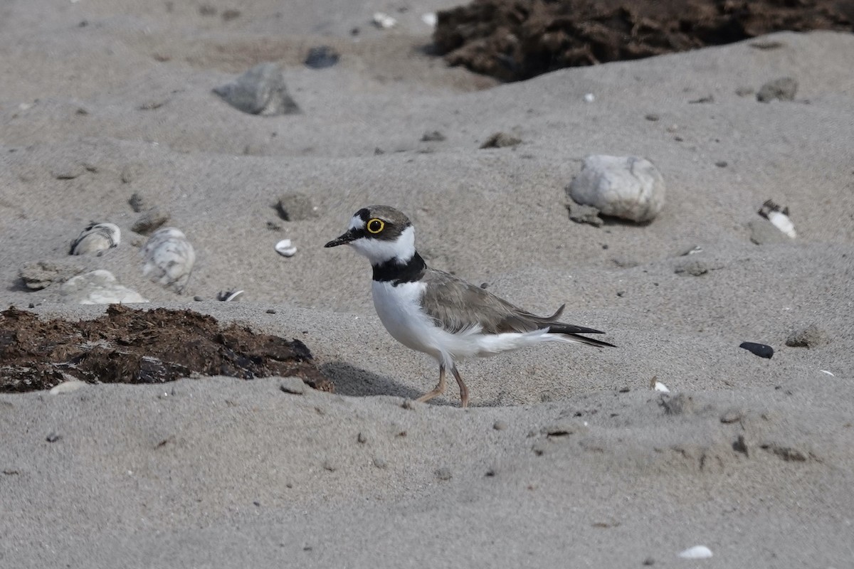Little Ringed Plover - ML638683901
