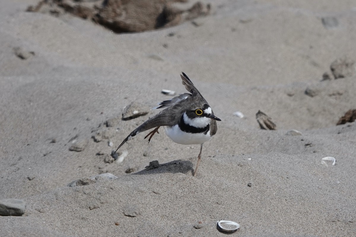 Little Ringed Plover - ML638683902