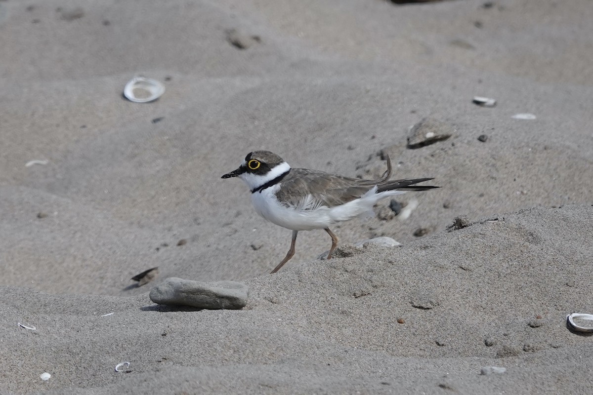 Little Ringed Plover - ML638683903