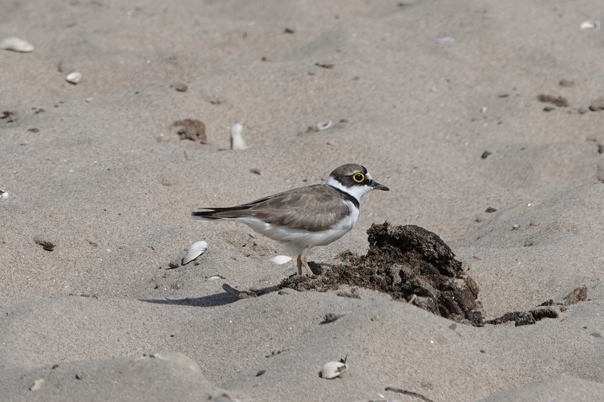 Little Ringed Plover - ML638683904