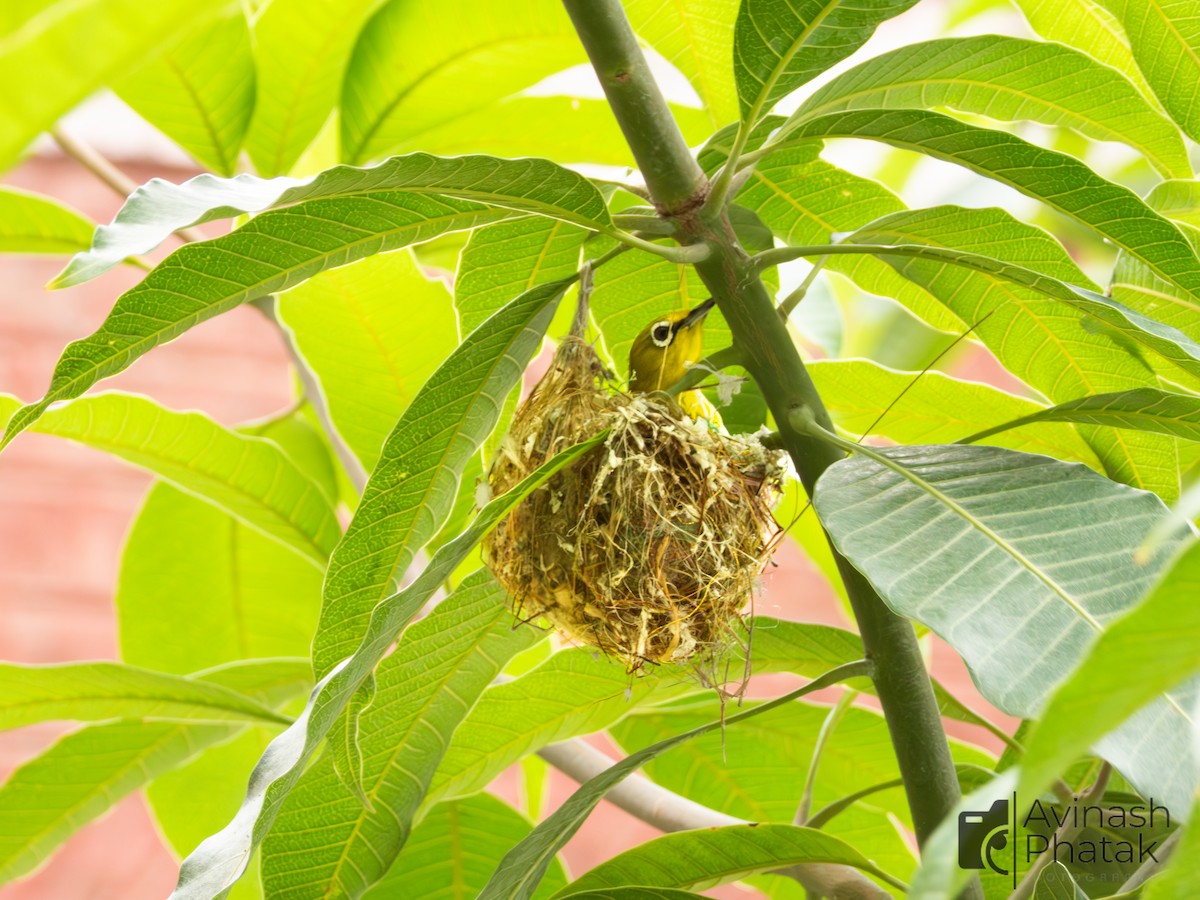 Indian White-eye - ML638683906