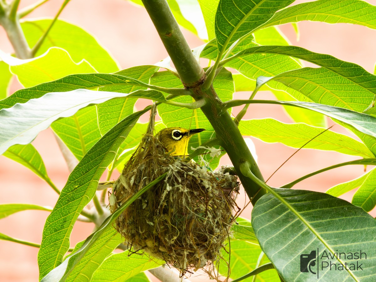 Indian White-eye - ML638683907