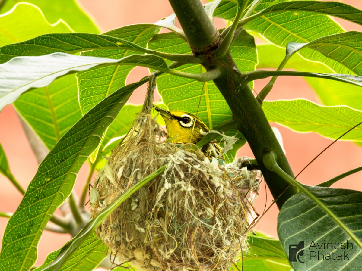 Indian White-eye - ML638683908