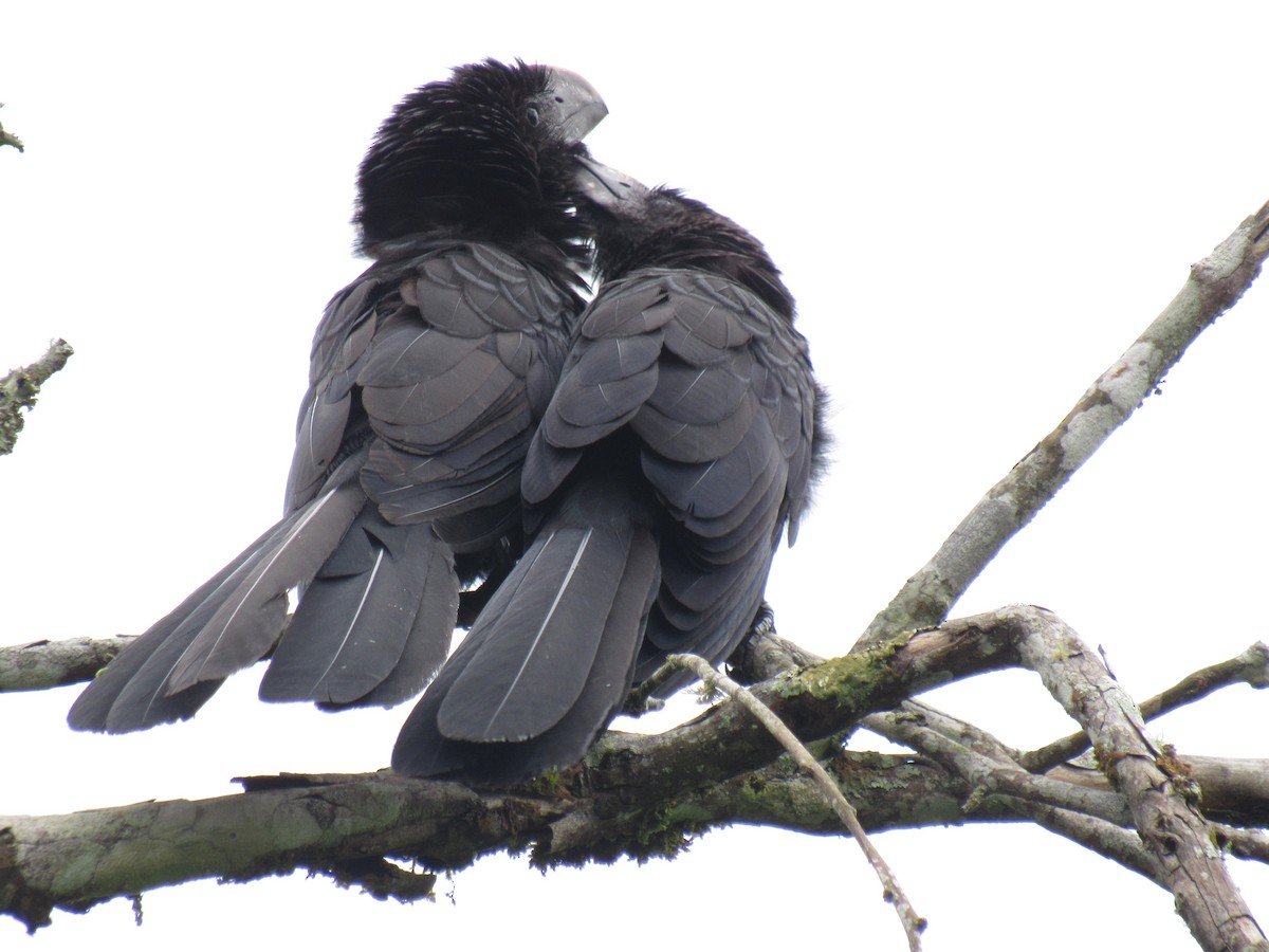Smooth-billed Ani - ML638683914