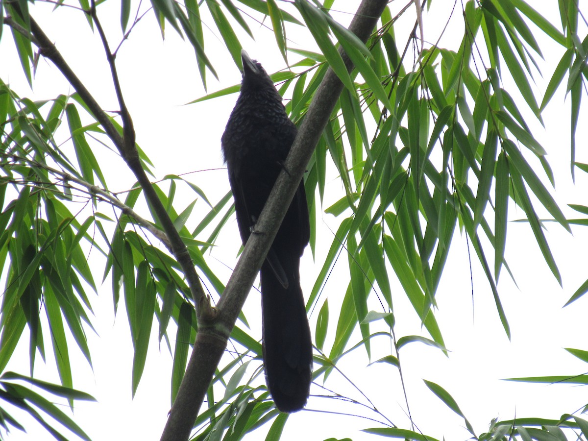Smooth-billed Ani - ML638683917