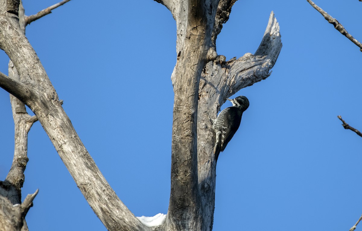 Black-backed Woodpecker - ML638683920