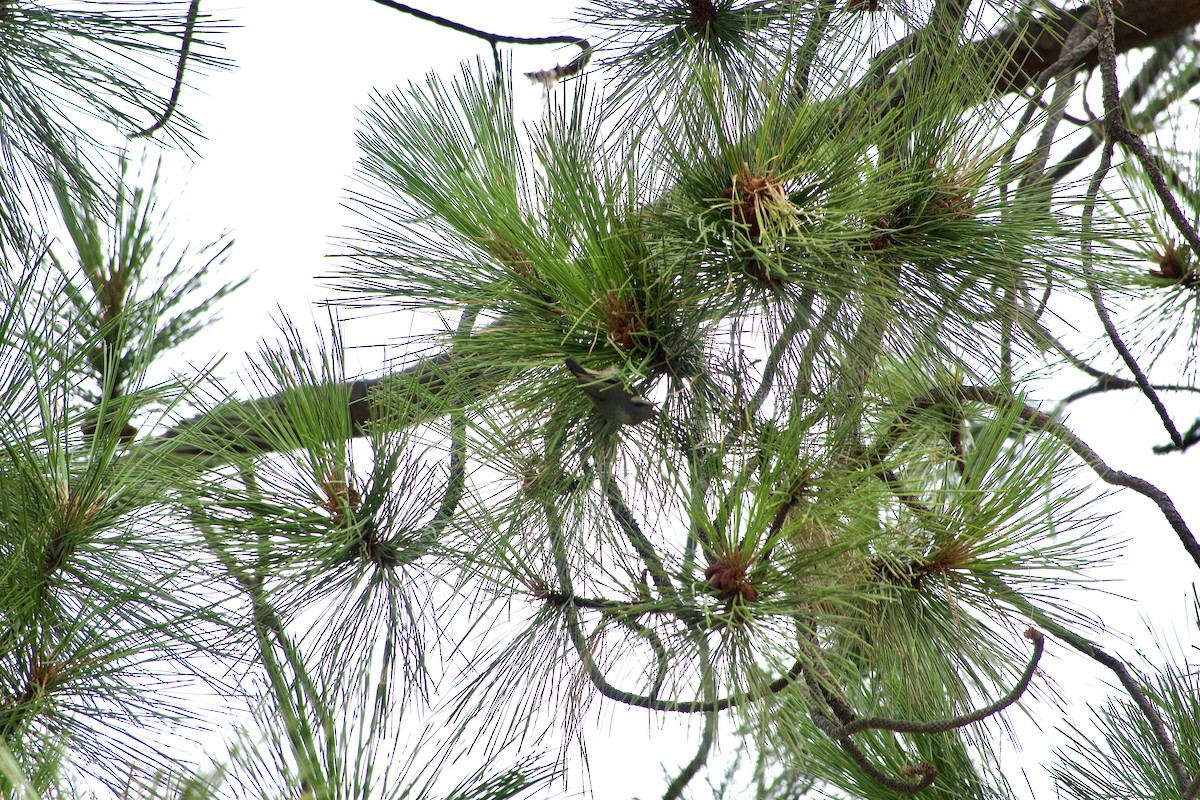 Pygmy Nuthatch - ML638683921