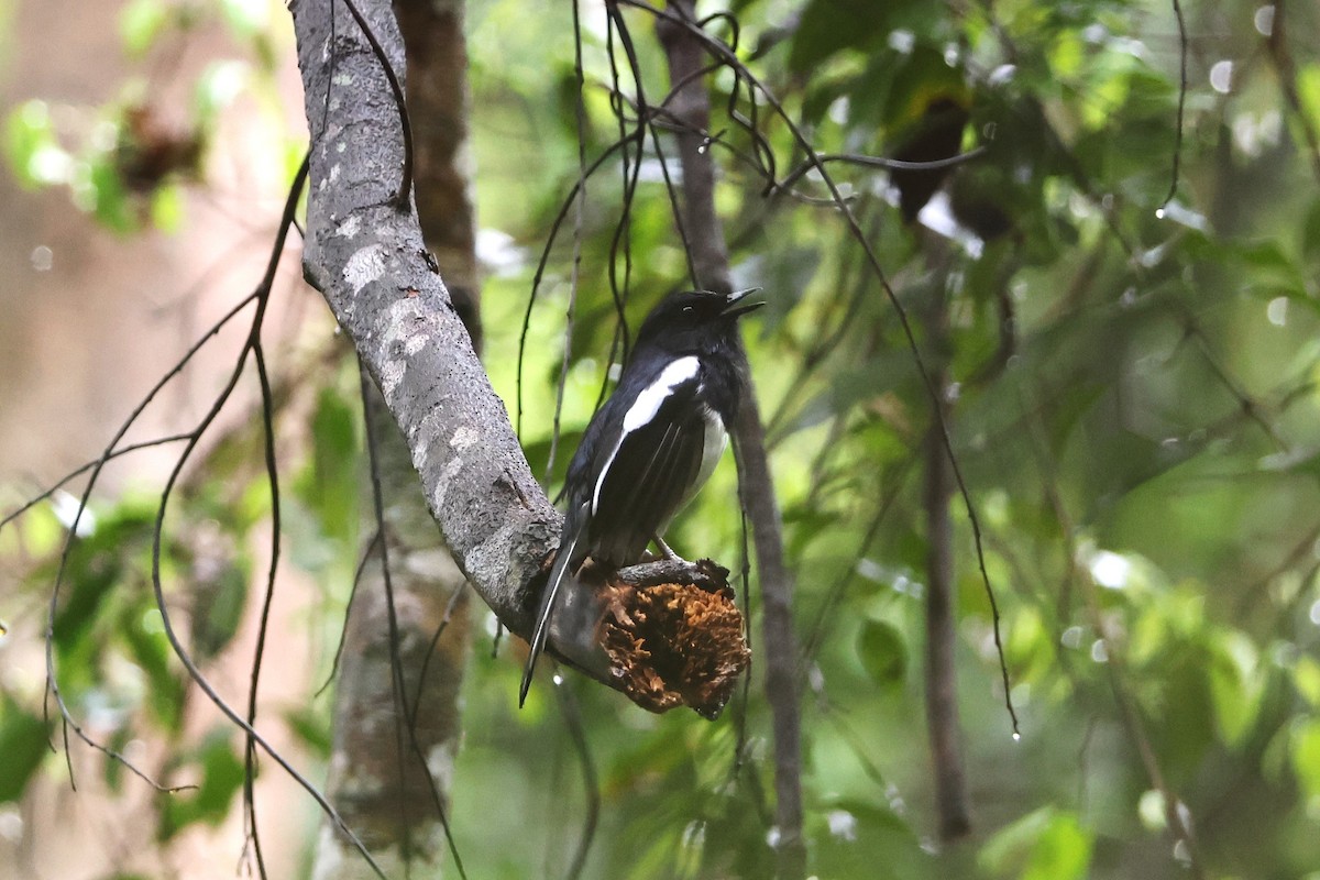 Madagascar Magpie-Robin (White-winged) - ML638683969