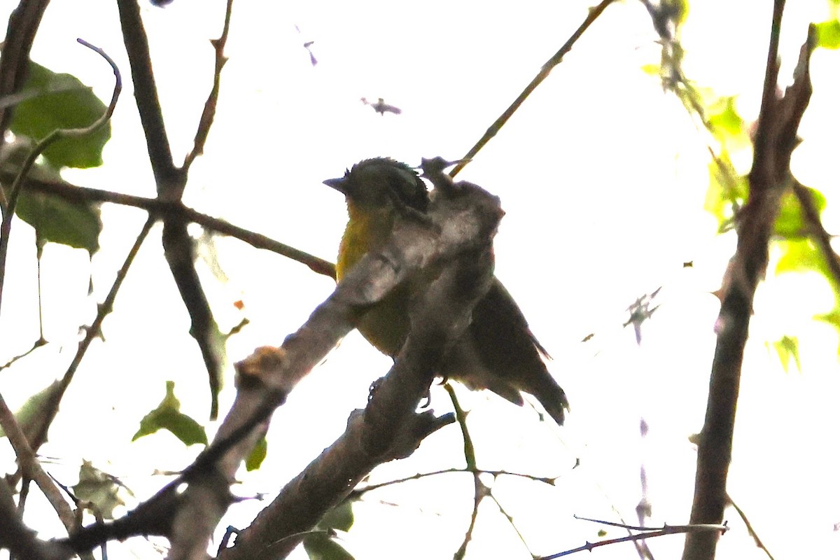 Schlegel's Asity - ML638684004