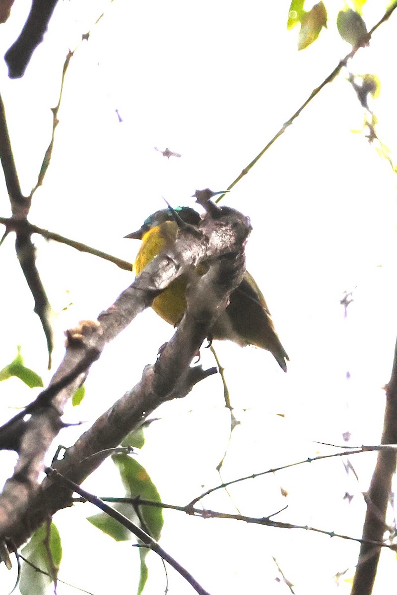 Schlegel's Asity - ML638684006