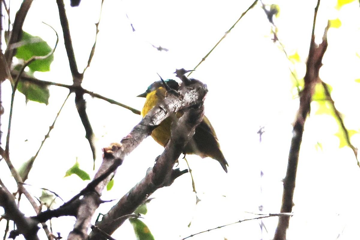 Schlegel's Asity - ML638684007