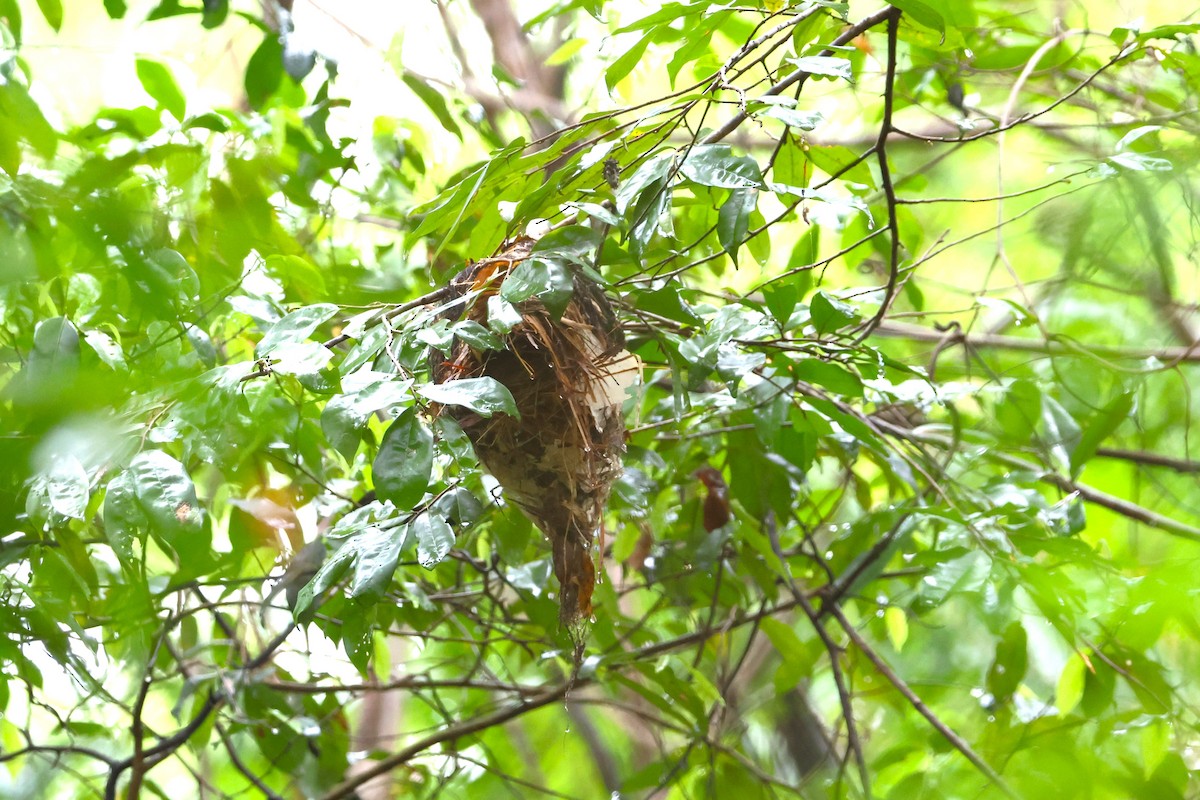 Schlegel's Asity - ML638684008