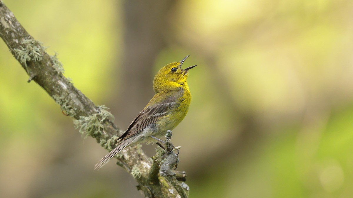 Pine Warbler - ML638684028