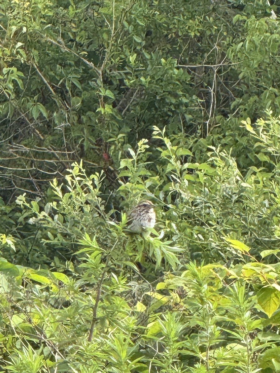 Song Sparrow - ML638684030