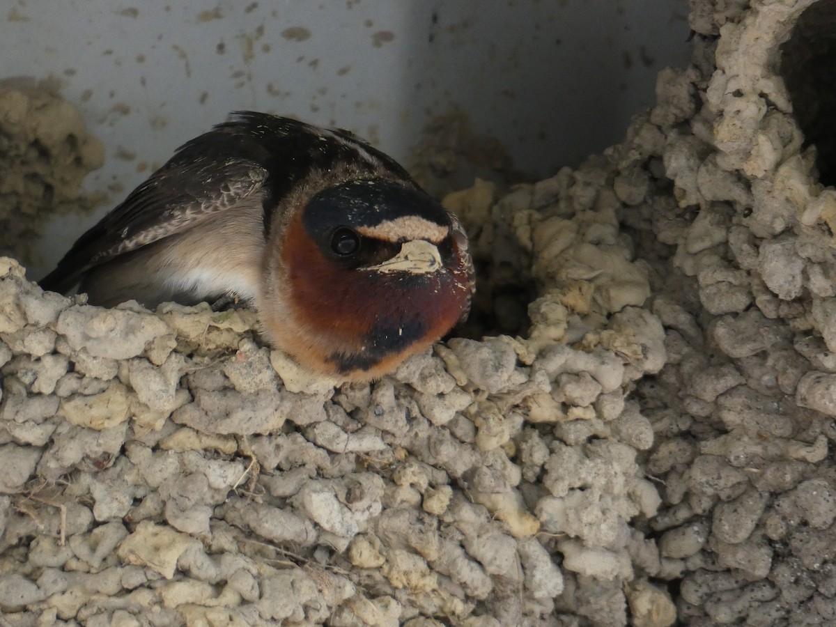 Cliff Swallow - ML638684031
