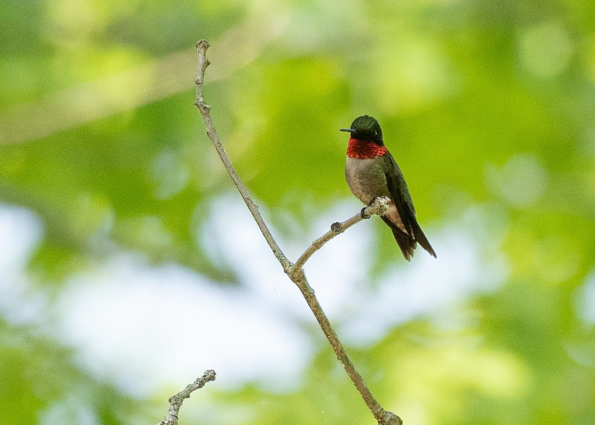 Ruby-throated Hummingbird - ML638684033