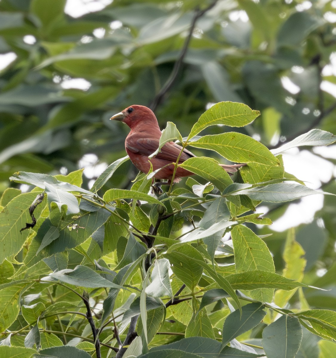 Summer Tanager - ML638684034