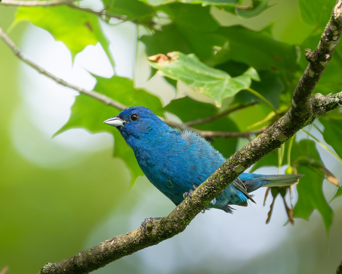 Indigo Bunting - ML638684039