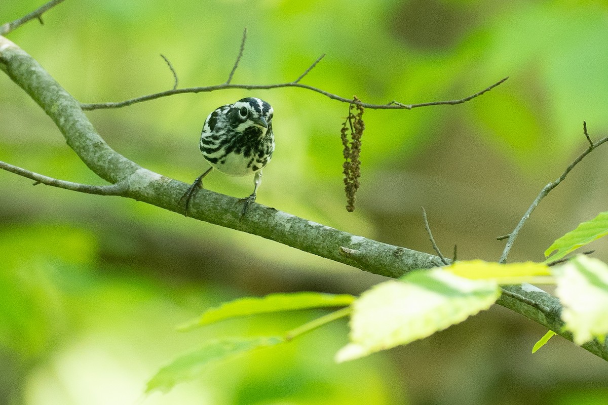 Black-and-white Warbler - ML638684040